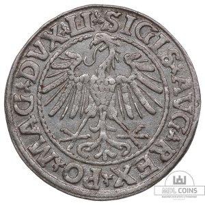 Alternative view of 1547 metų Žygimanto Augusto 1/2 grašio - Dvigubas kalimas