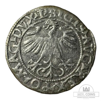 1560 metų Žygimanto Augusto 1/2 grašio - Image 2