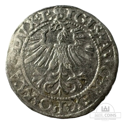 1562 metų Žygimanto Augusto 1/2 grašio - Image 2