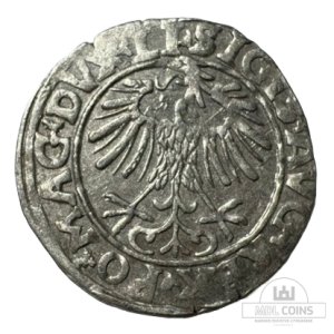 Alternative view of 1556 metų Žygimanto Augusto 1/2 grašio - Dvigubas kalimas
