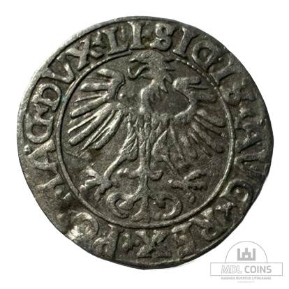 1556 metų Žygimanto Augusto 1/2 grašio - Image 2