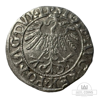 1558 metų Žygimanto Augusto 1/2 grašio - Image 2